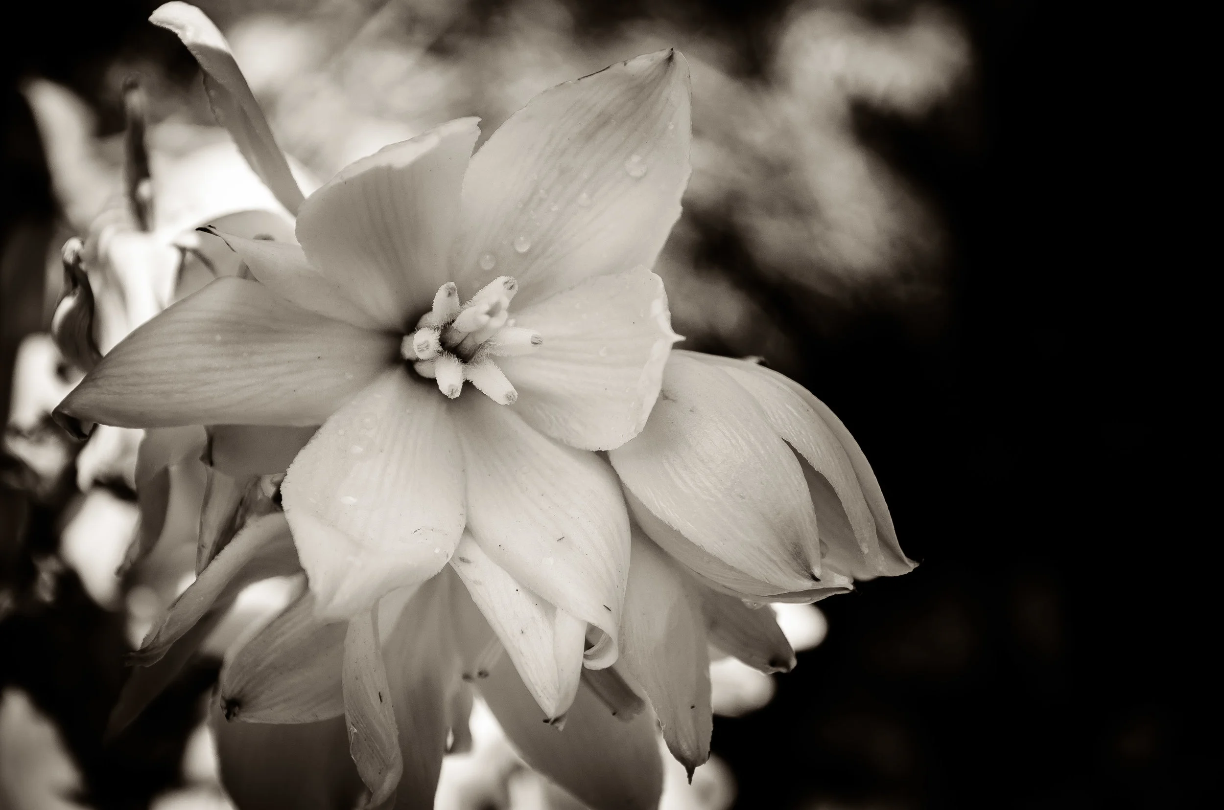 To Our Friends in Las Cruces