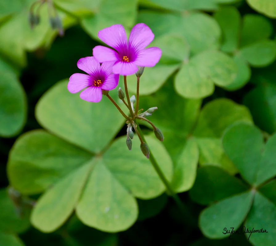 Happy St. Patrick's Day!