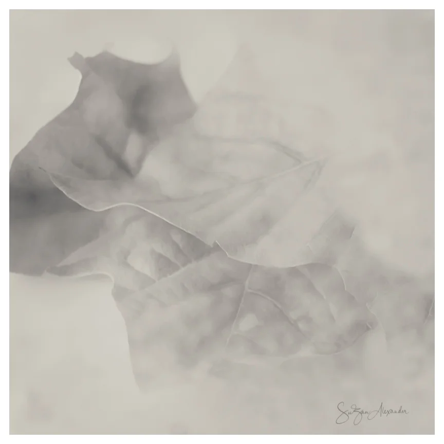 TWO LEAVES THROUGH GLASS - Wordless WednesdaY