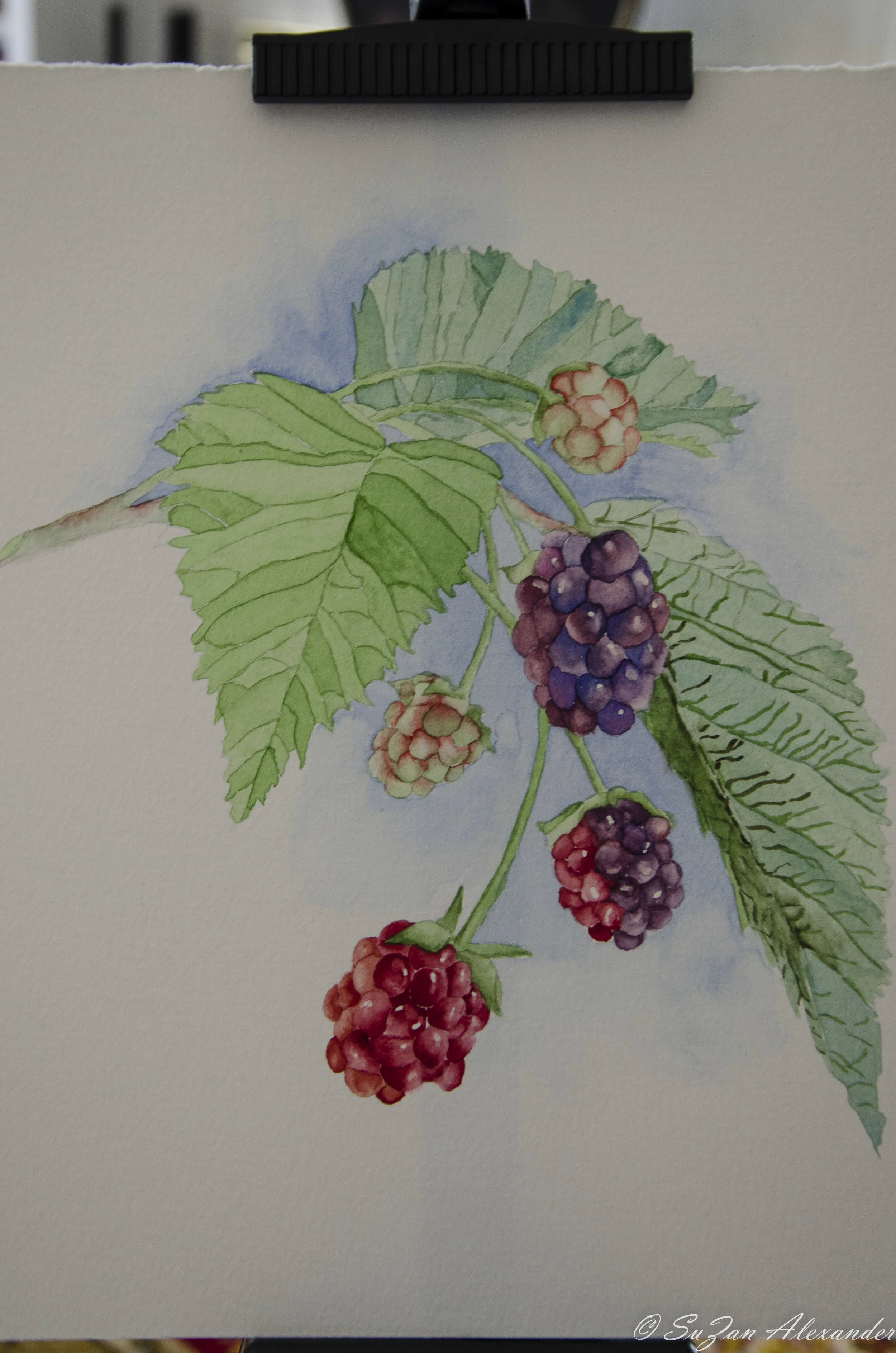 From My Sketchbook: Watercolor Project 3