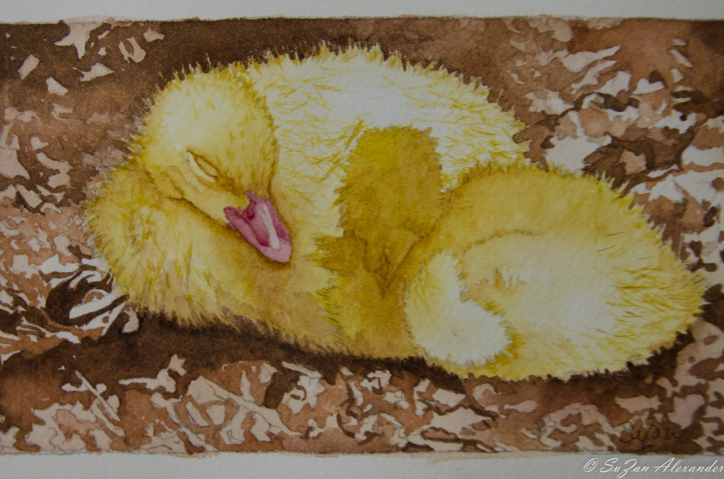 From My Sketchbook: Watercolor Project 5