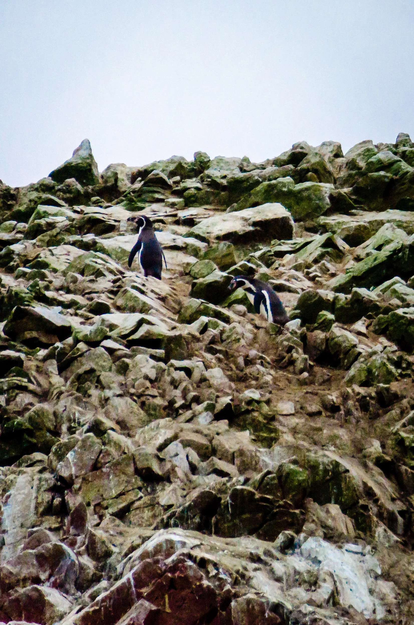 Penguins Digital Photograph © 2015 SuZan Alexander