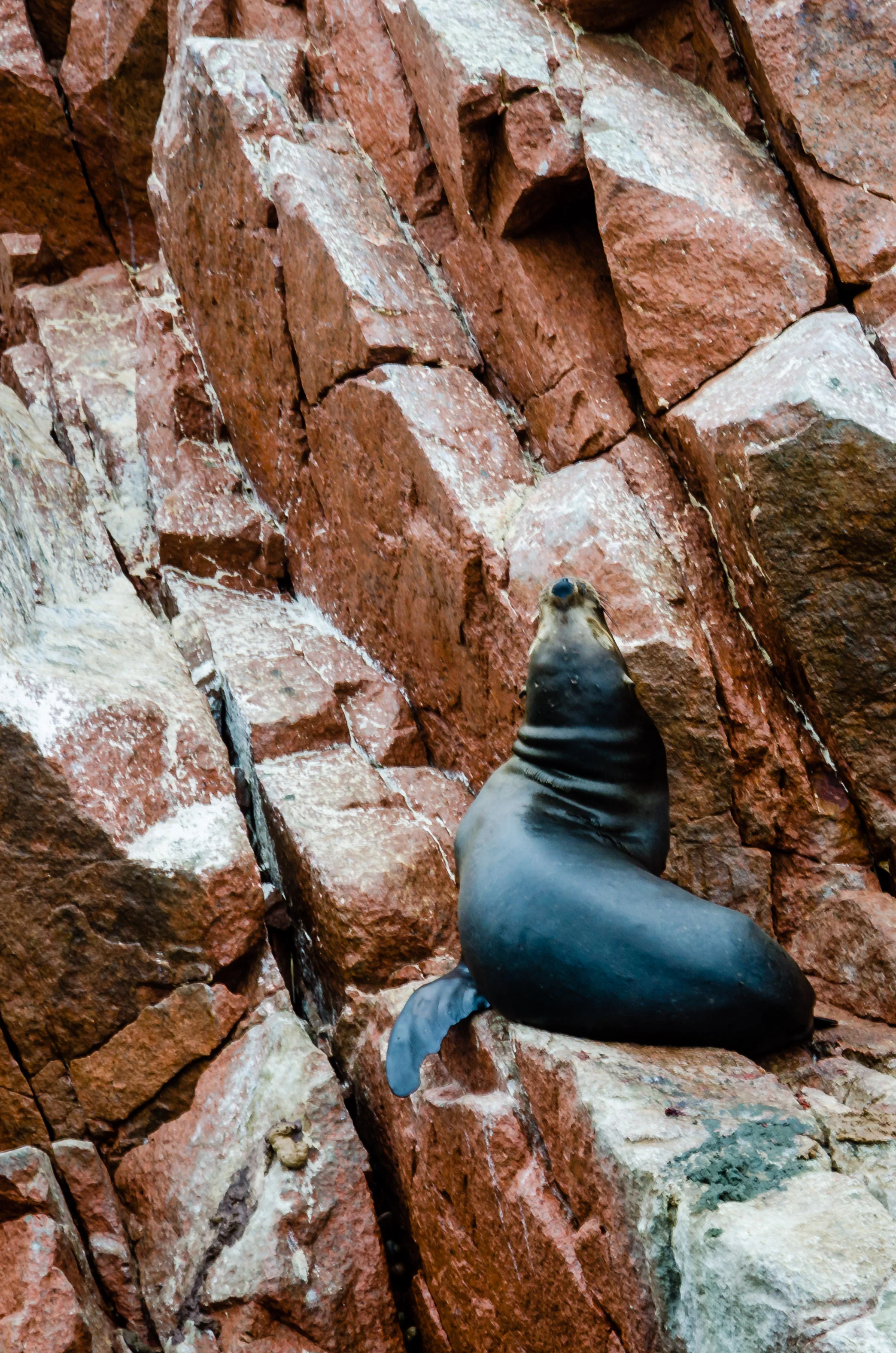 Seal Digital Photograph © 2015 SuZan Alexander