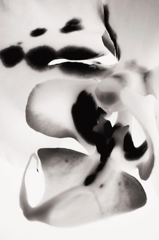 Orchid_BW-1-1.jpg