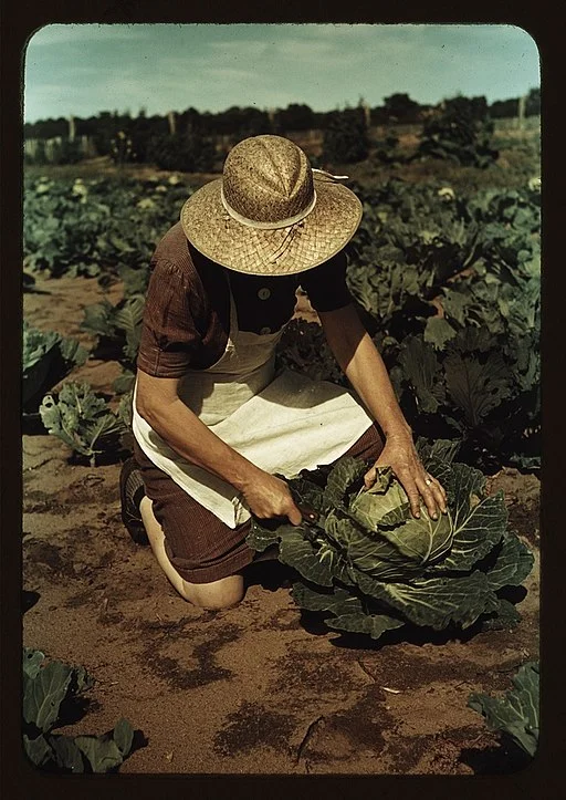 Mrs._Norris_with_homegrown_cabbage_1a34117v.jpg