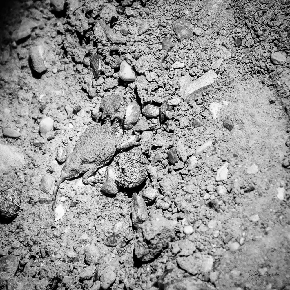 Texas Horned Lizard, Digital Photography 2018 SuZan Alexander