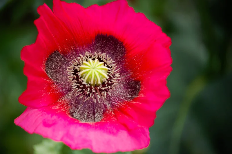 Red Poppy, Digital Photography, © 2010 SuZan Alexander