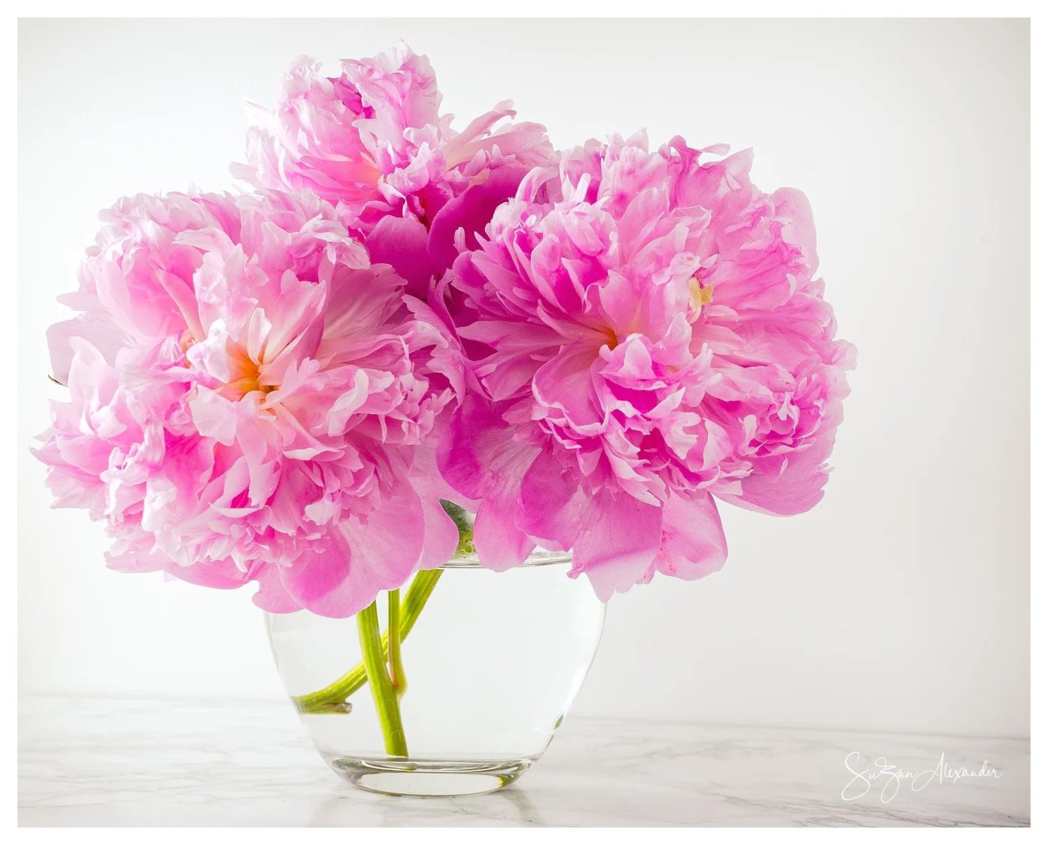 © 2018 SuZan Alexander, Pretty Pink Peonies , Digital Photography.