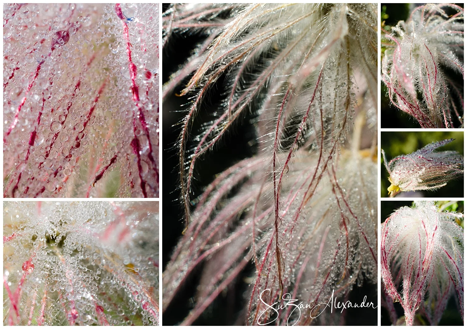 © 2016 SuZan Alexander, Old Man's Beard Collage . Digital Photography.