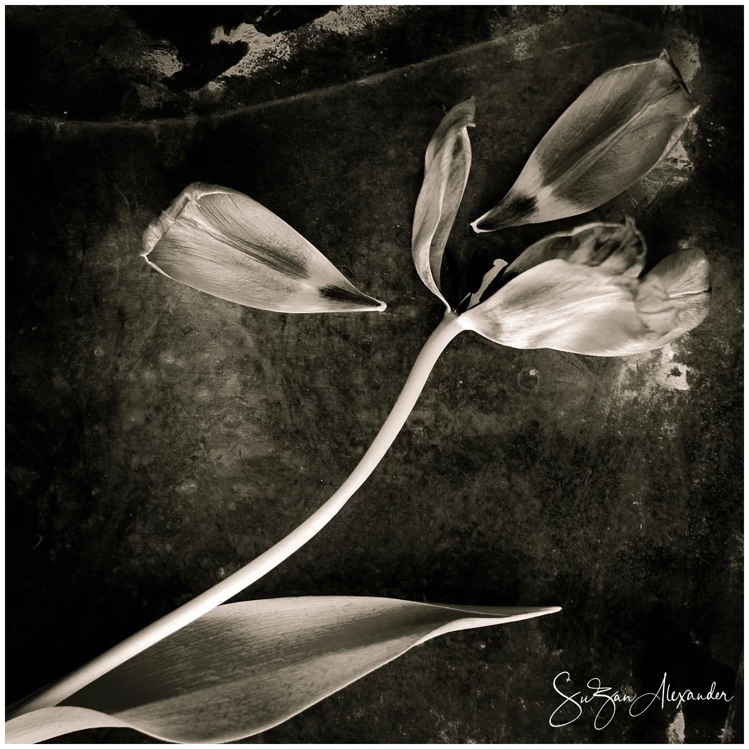 © 2017 SuZan Alexander. Going to Pieces I . Digital Photography. 12" x 12". Framed: Exhibited at Georgetown Public Library , 402 West 8th Street, Georgetown, Texas