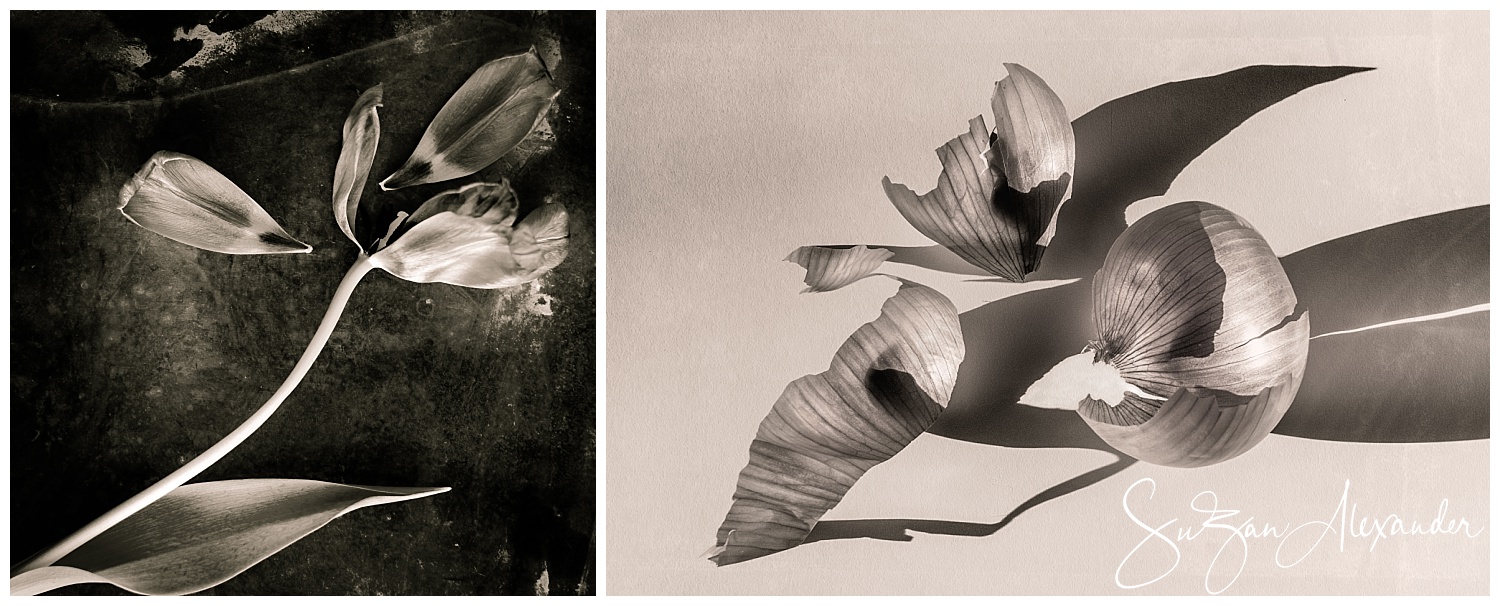 © SuZan Alexander. Going to Pieces I and Onion Skin Bouquet