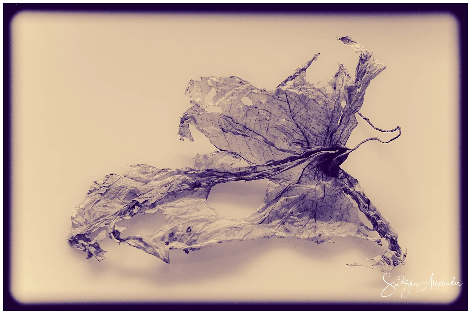 SPENT CALADIUM LEAF - WORDLESS WEDNESDAY