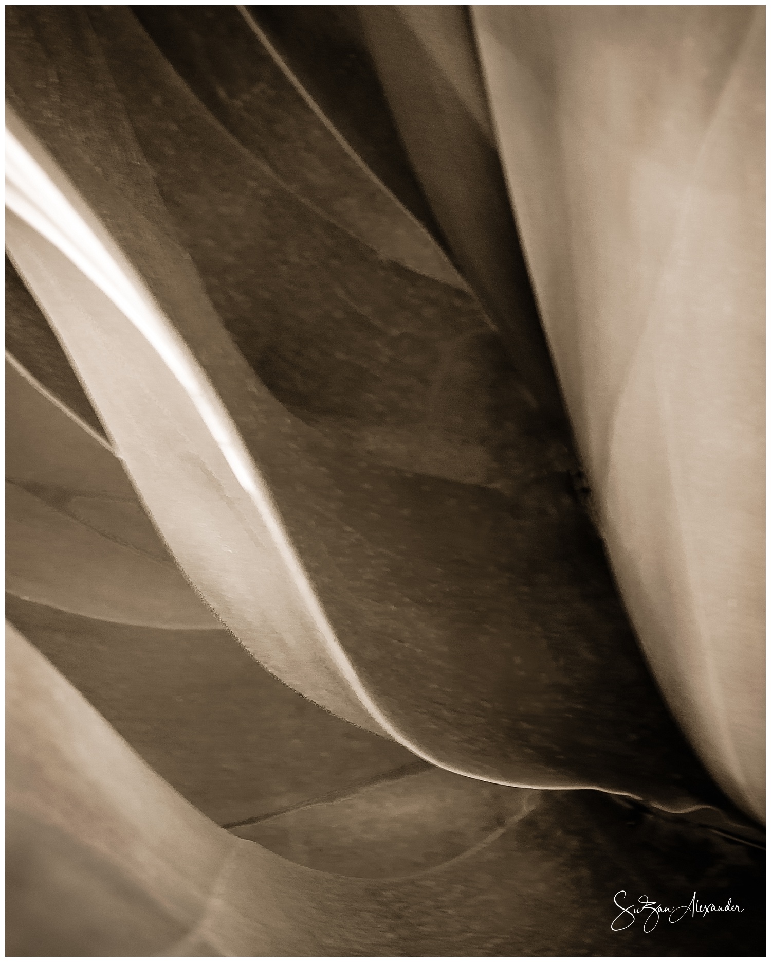 © 2017 SuZan Alexander. Cactus Close-up. Digital Photography