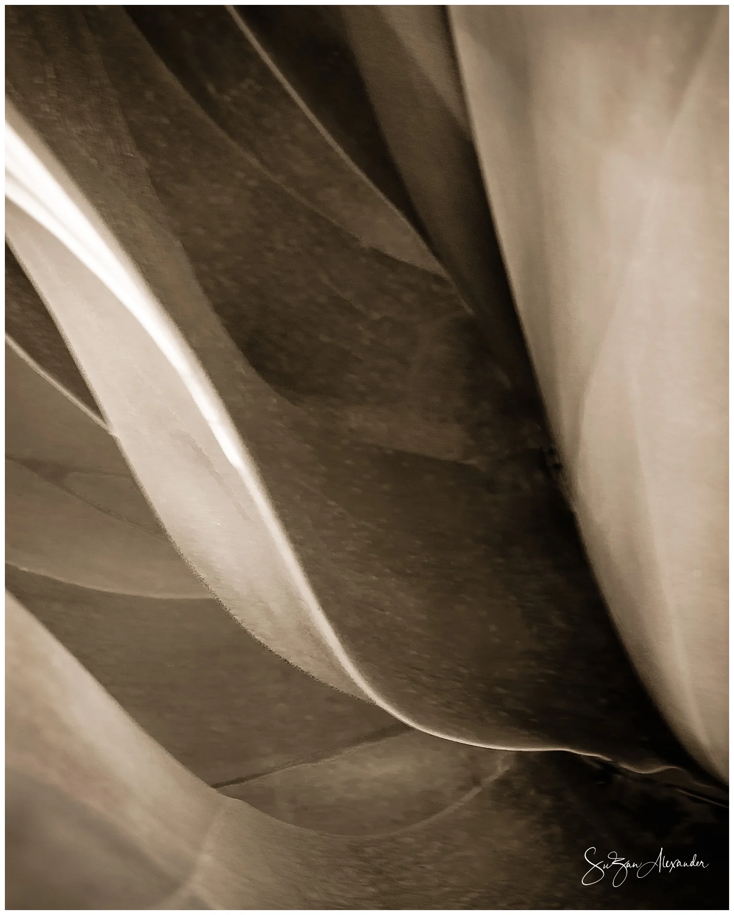 CACTUS CLOSE-UP - WORDLESS WEDNESDAY