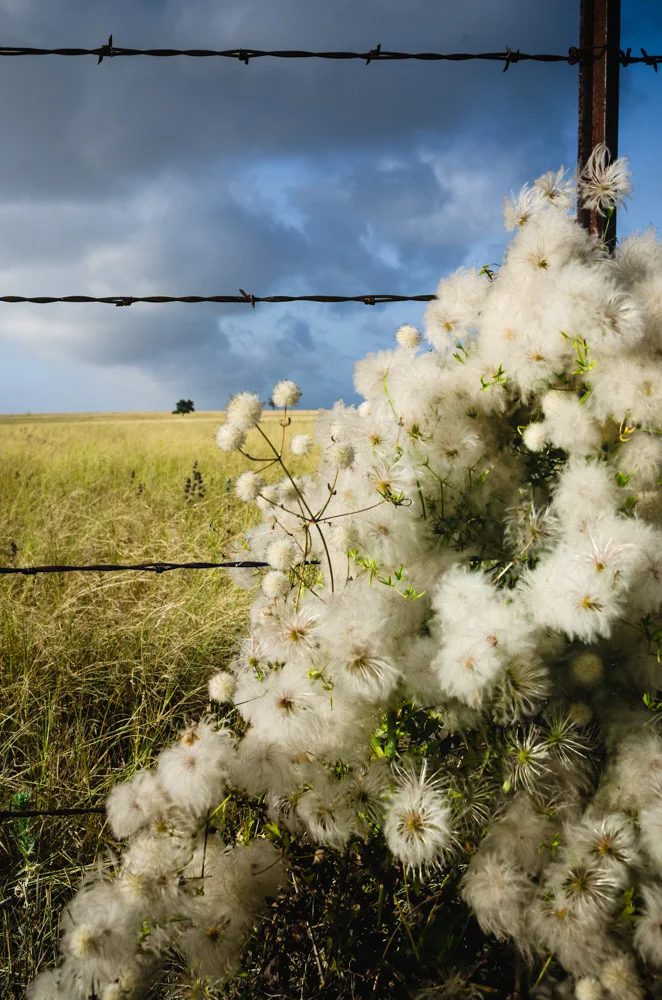 OLD MAN'S BEARD - WORDLESS WEDNESDAY