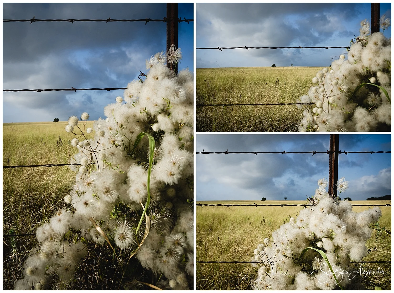 © 2019 SuZan Alexander Month of Multiples - Old Man’s Beard Digital Photography