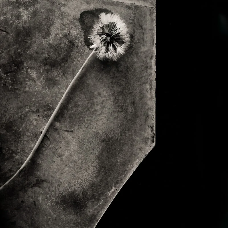 2017-03-Dandelion-00010-Edit-2.jpg