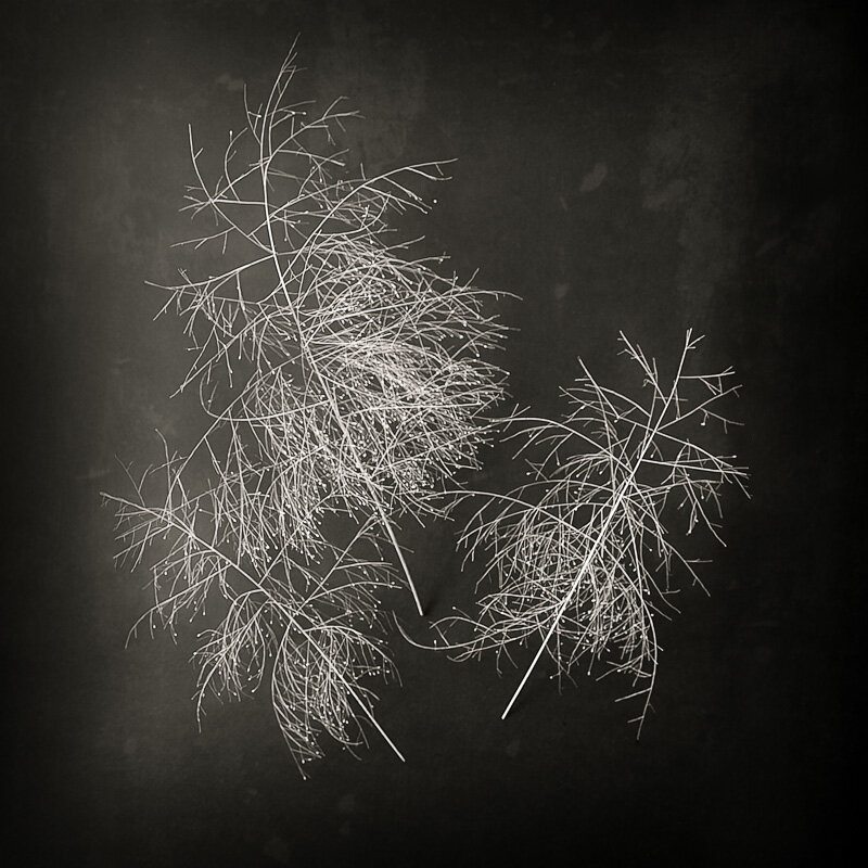 © 2019 SuZan Alexander, Fall witchgrass 3 . Digital Photography. 6” x 6”