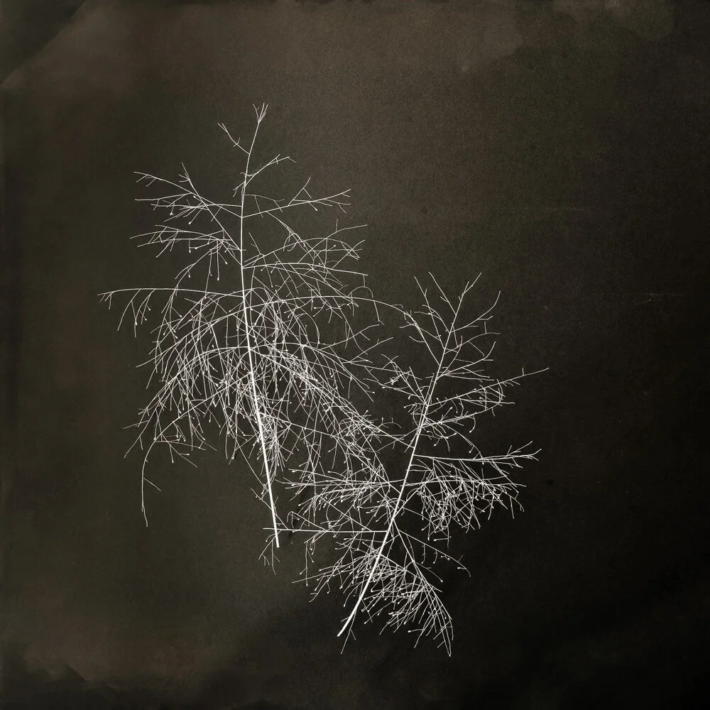 © 2019 SuZan Alexander, Fall witchgrass 2 . Digital Photography. 6” x 6”