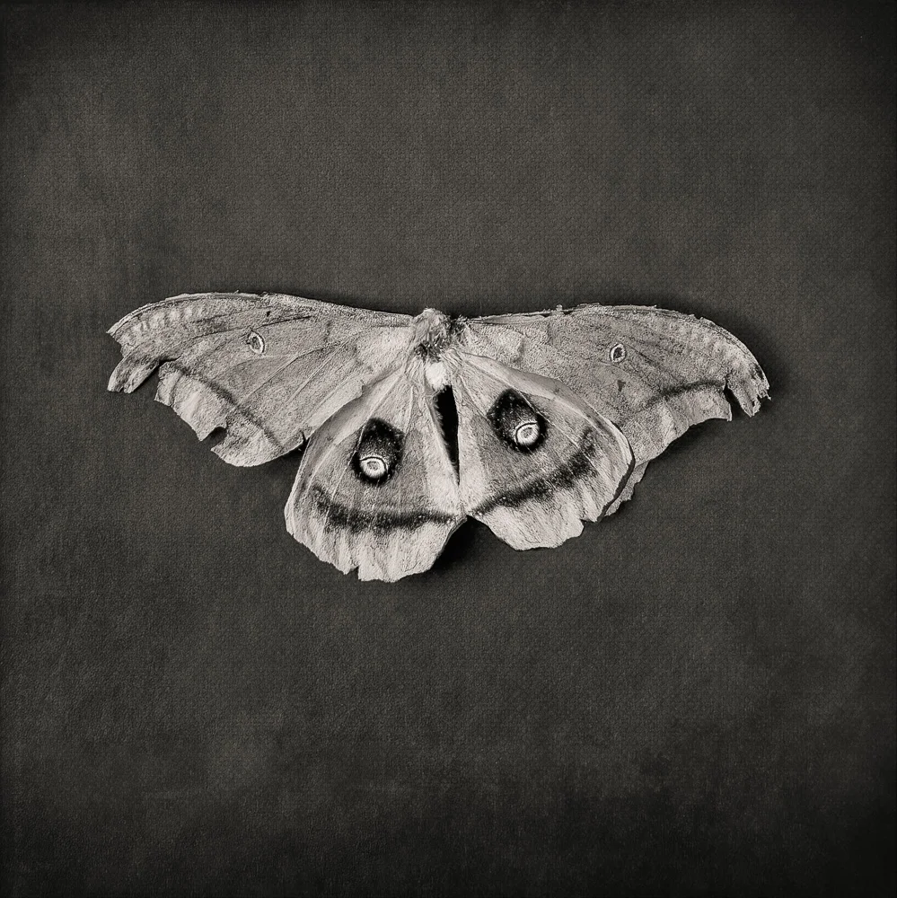 WHAT DOES A MOTH, GREEK MYTHOLOGY, AND TACO TUESDAY HAVE IN COMMON?