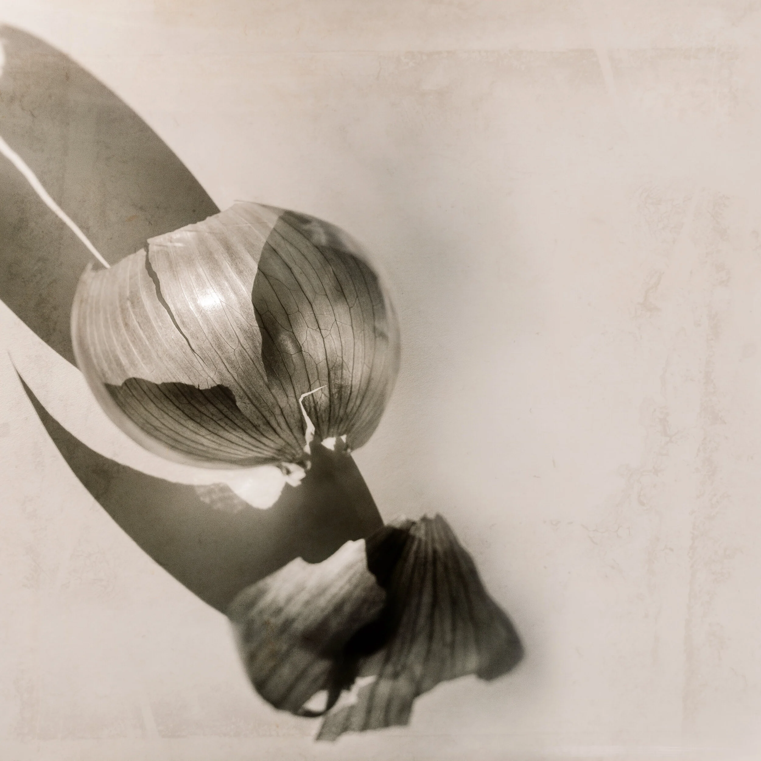 ONION SKIN AND SHADOWS