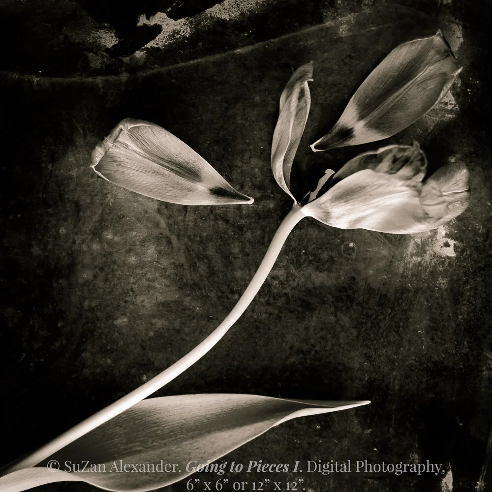 GOING TO PIECES - GRANDPA’S GLASS PHOTOGRAPHY SERIES (Part 12)