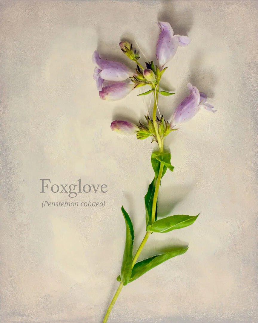 WILDFLOWER SEASON IS HERE!