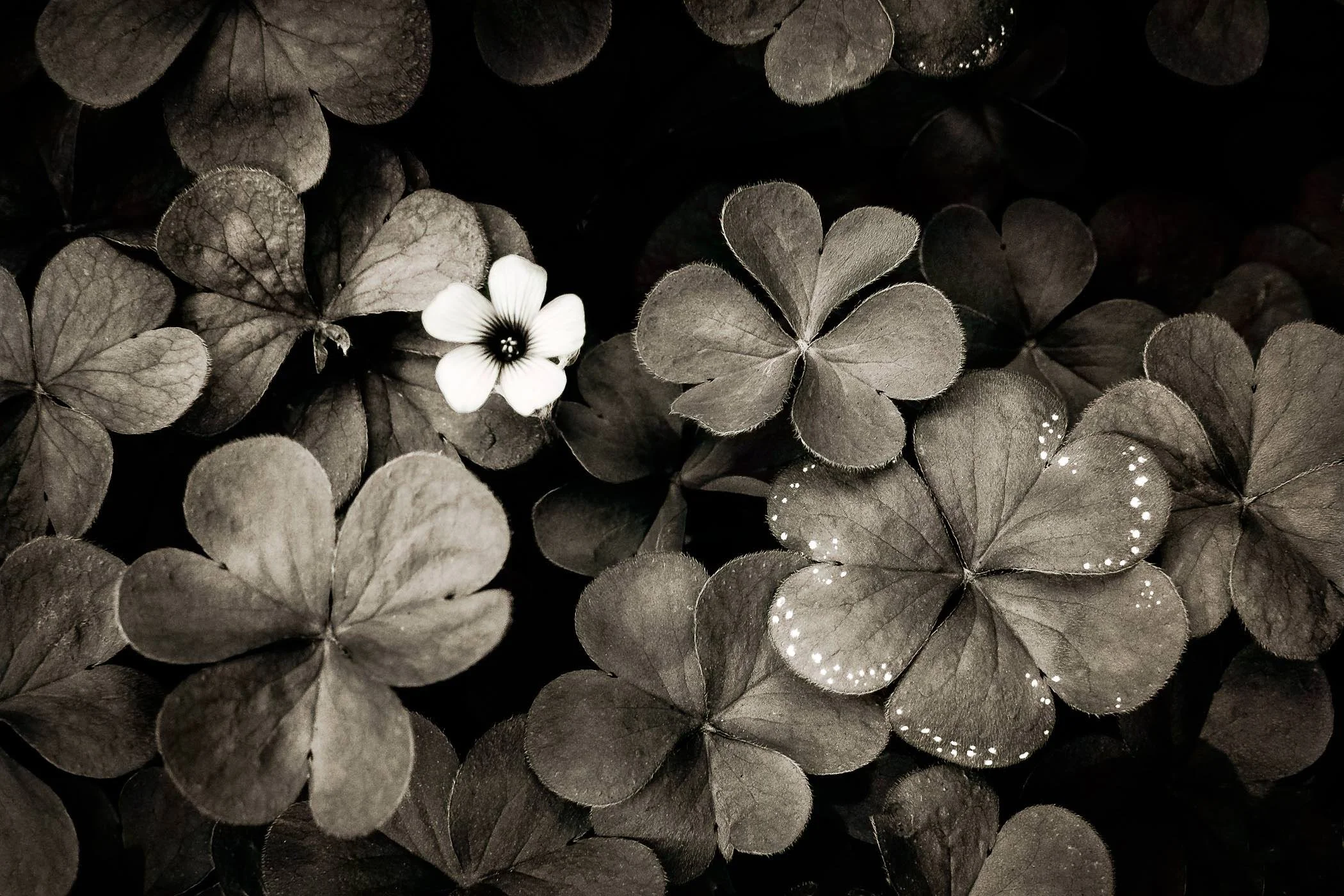 2019-03-Spring-00011-Edit.jpg