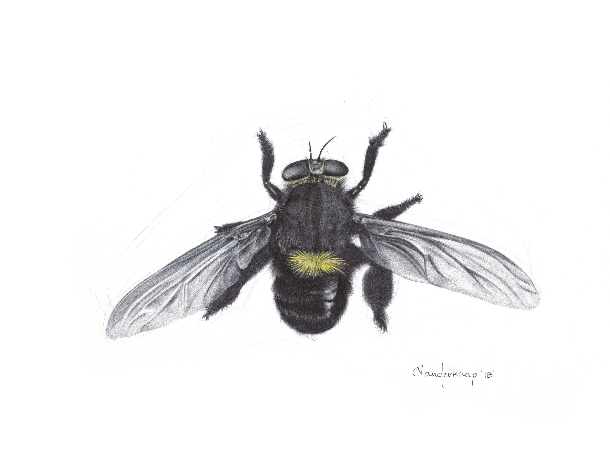 Mallophora Leschenaulti (Beelzebub Bee Killer)