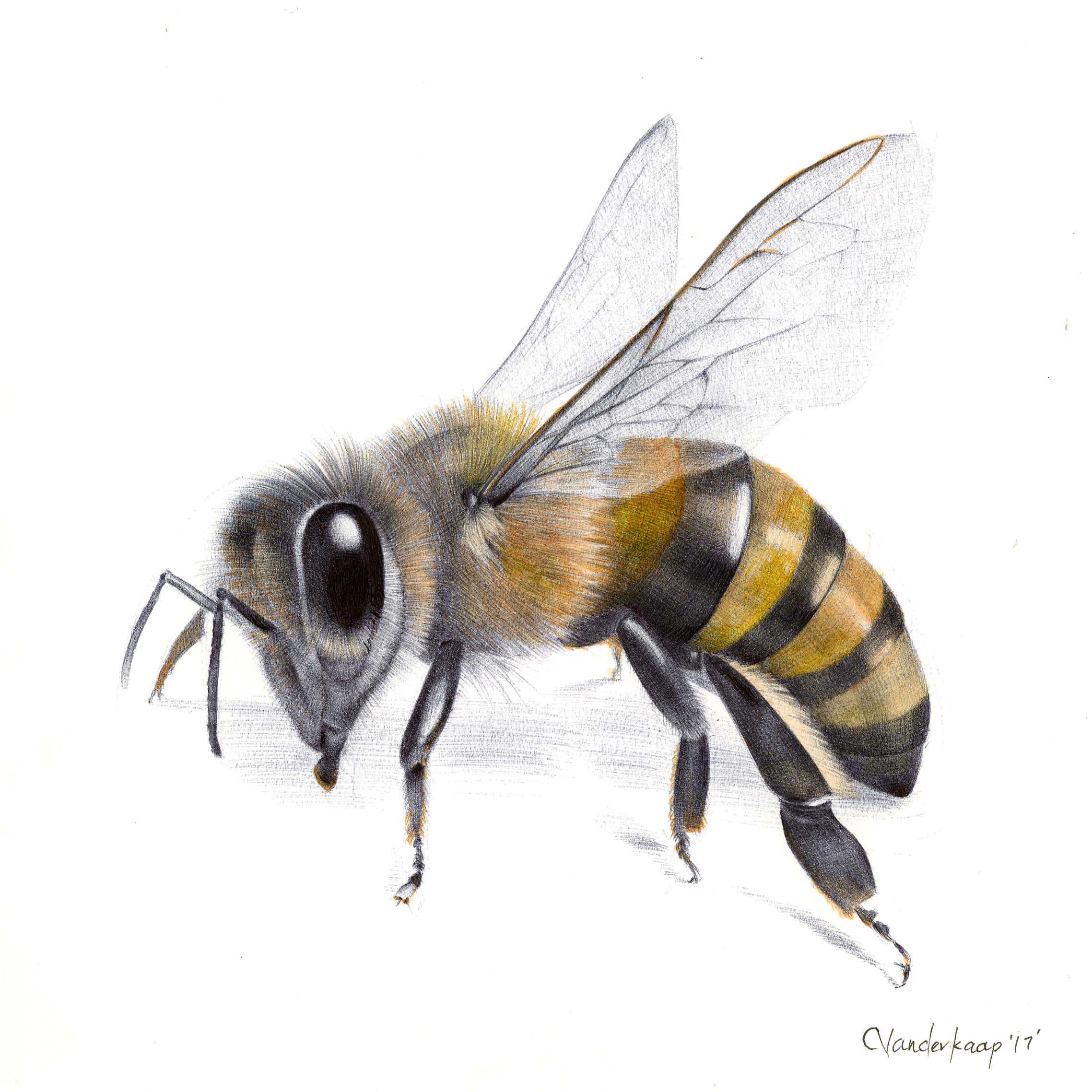 Bee