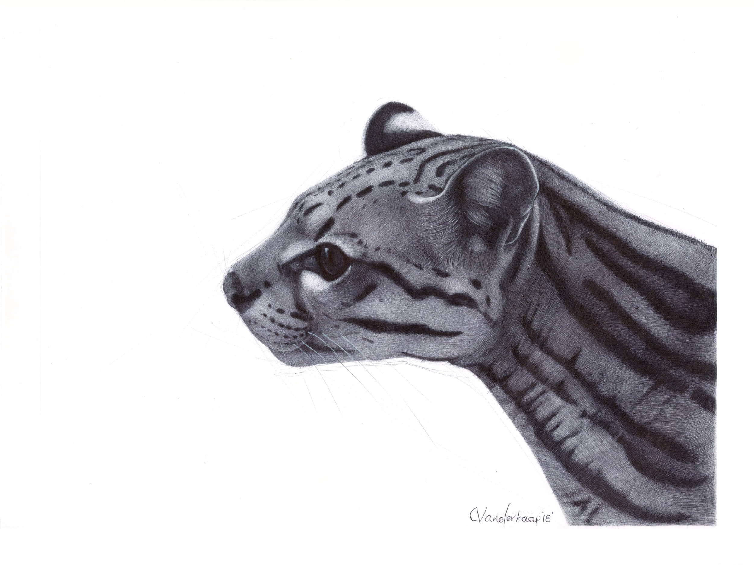 Baboo Study