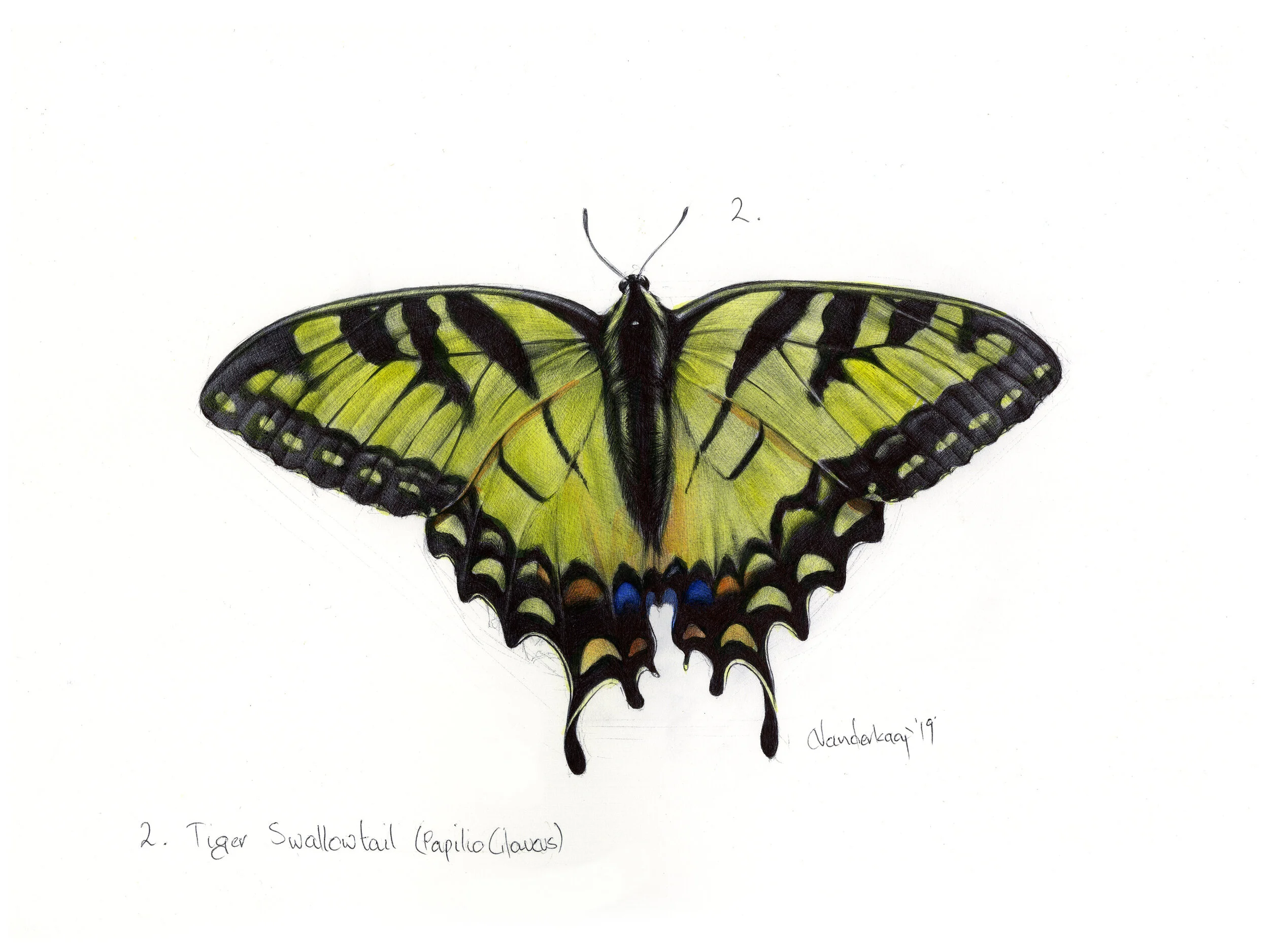 Swallowtail Color.jpg