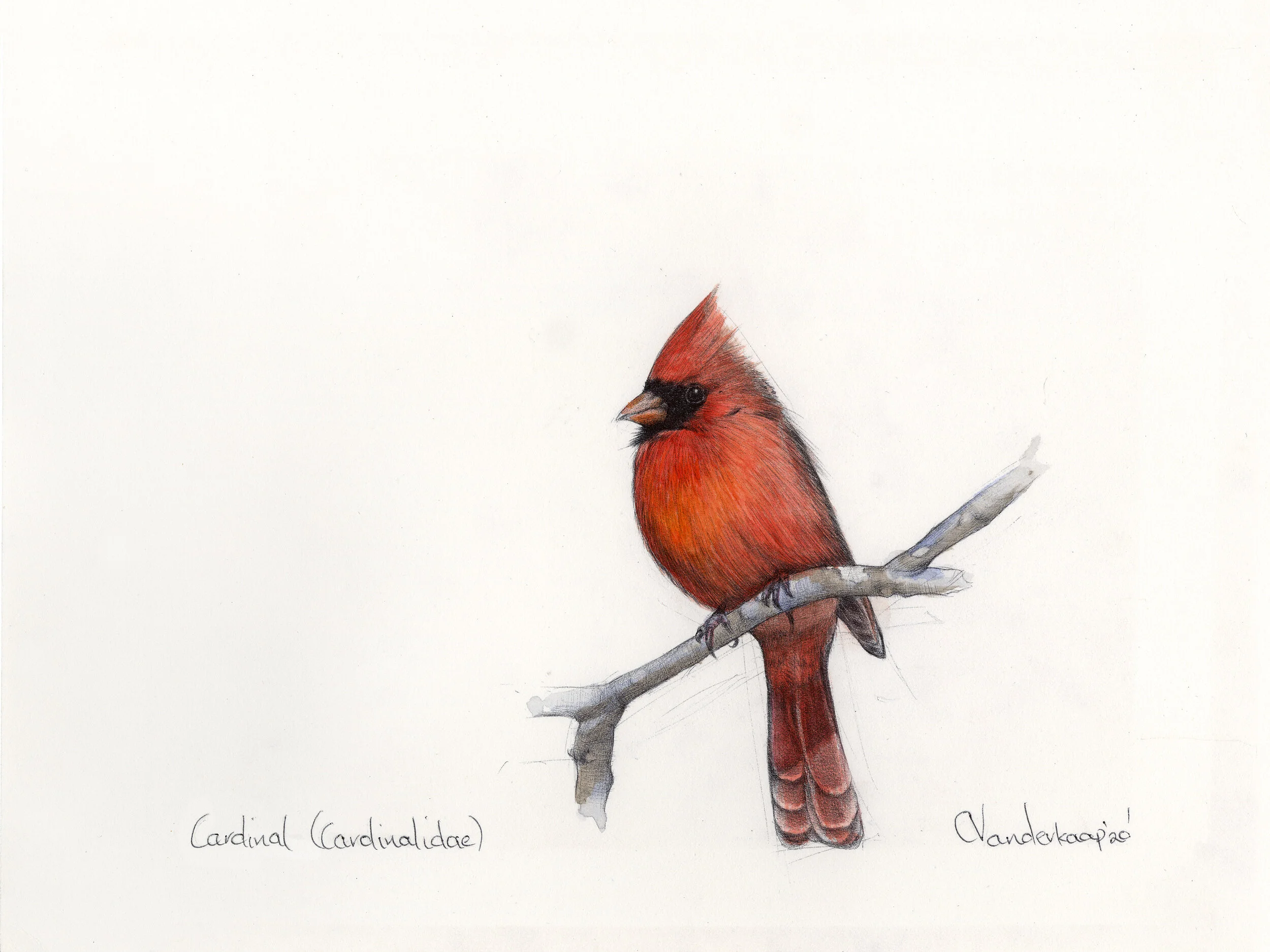 Cardinal.jpg