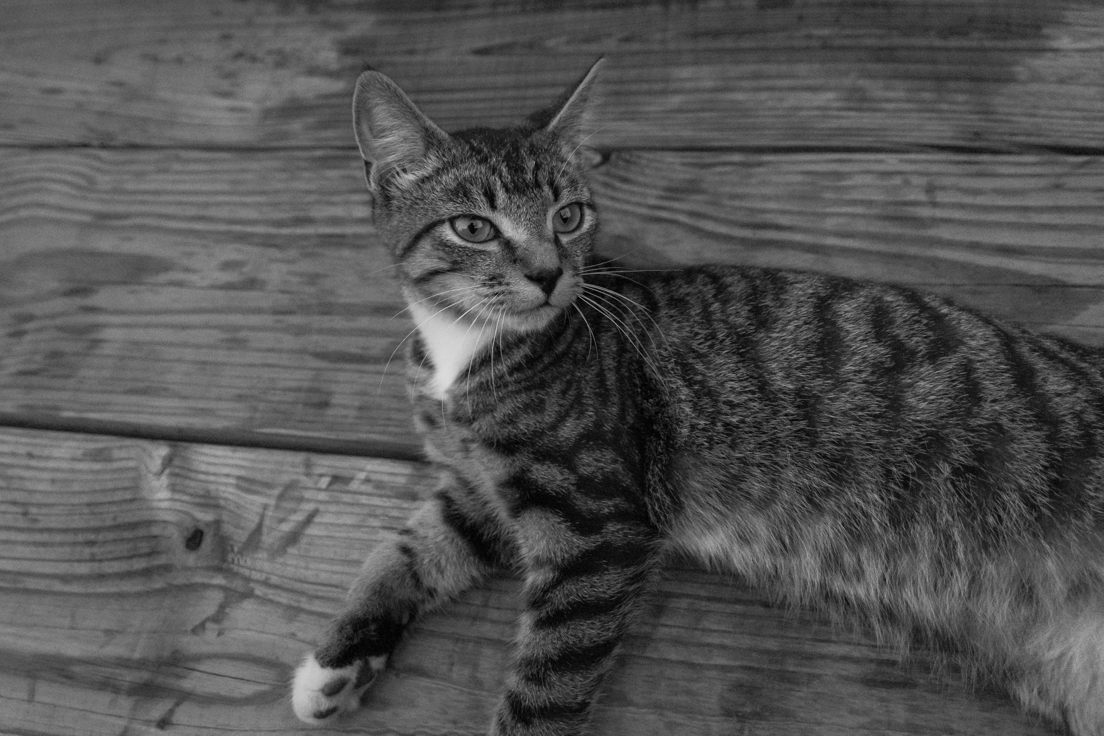 Black and white Cat.jpg