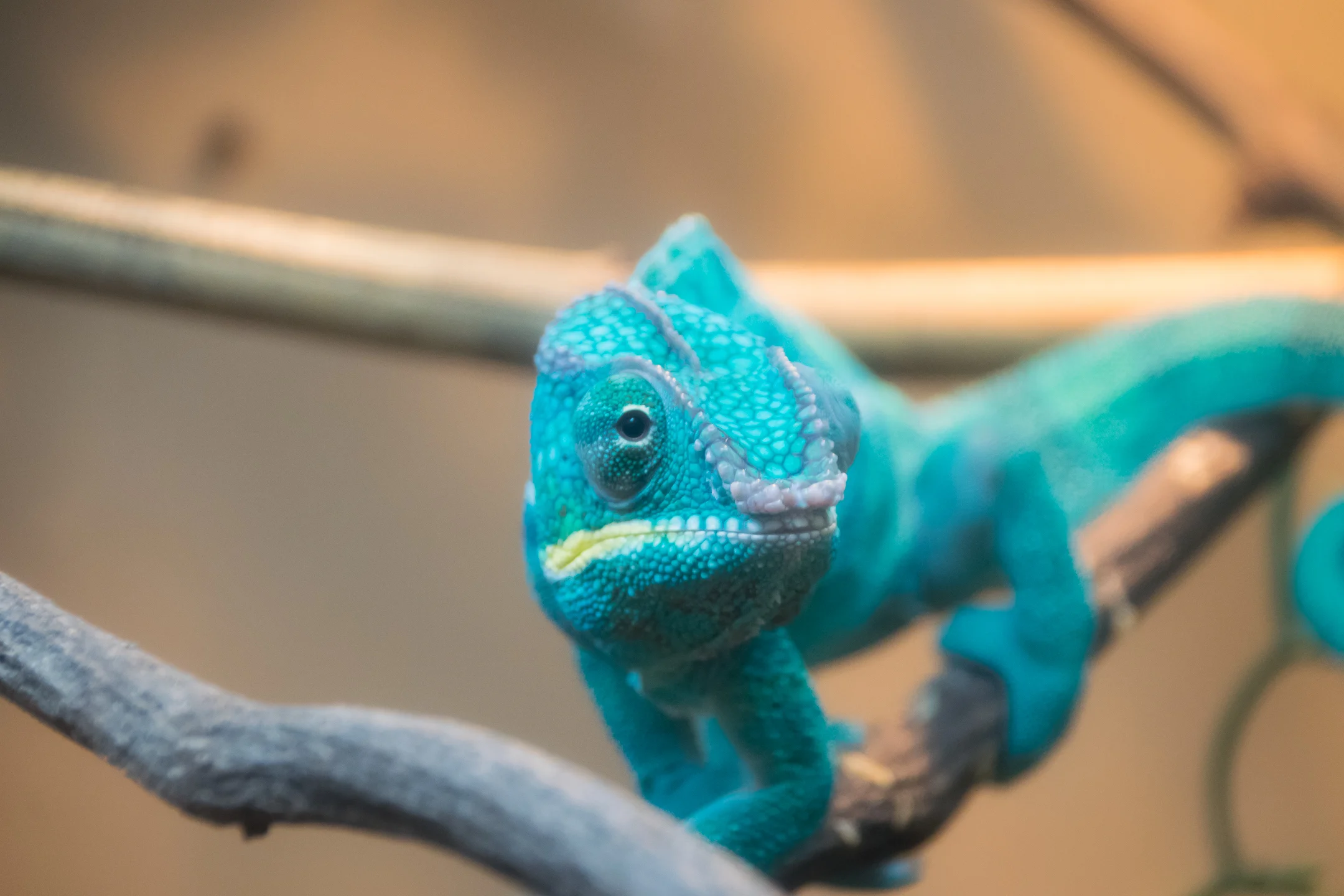 Lizard.jpg