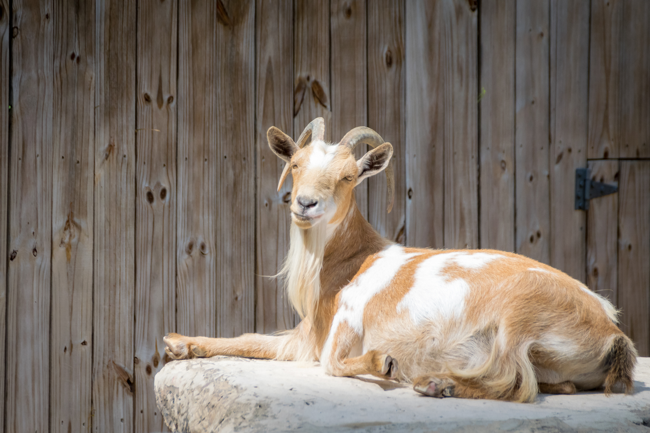 Model Goat.jpg