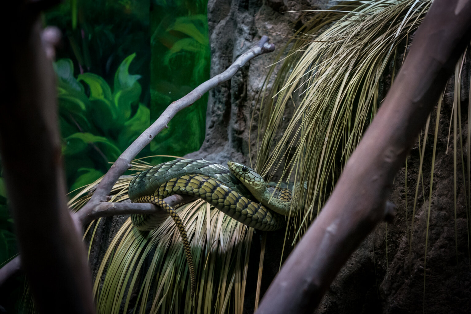Viper the snake 2.jpg