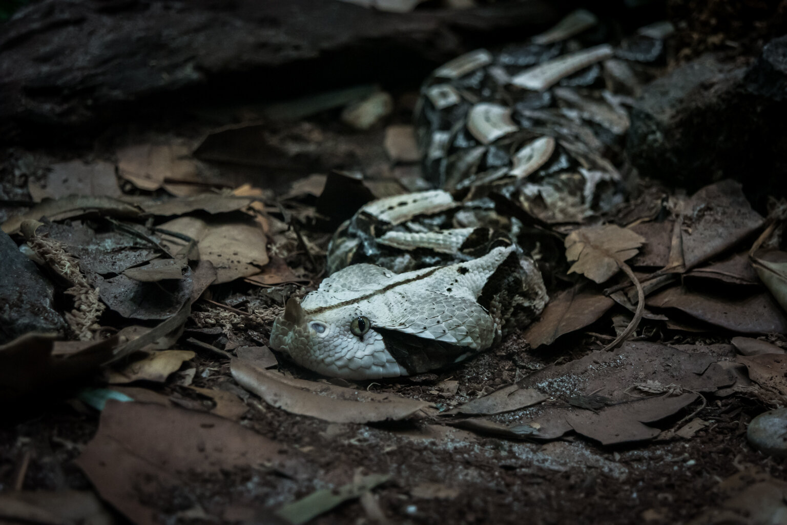 Viper the snake.jpg