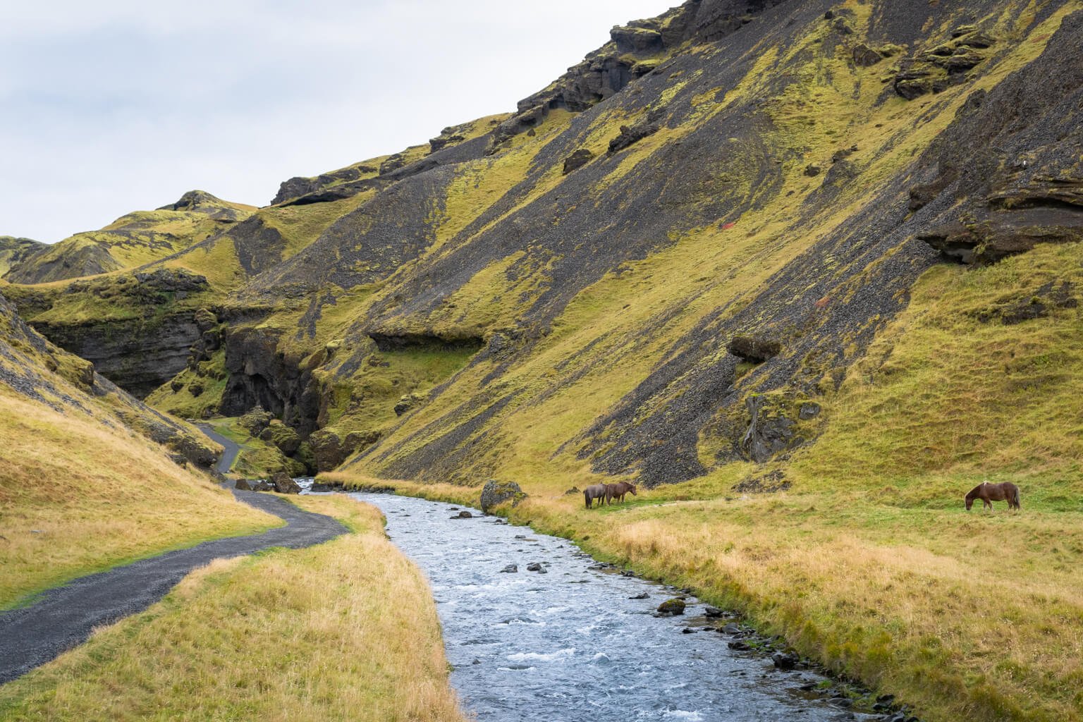 Iceland Wild Horses.jpg