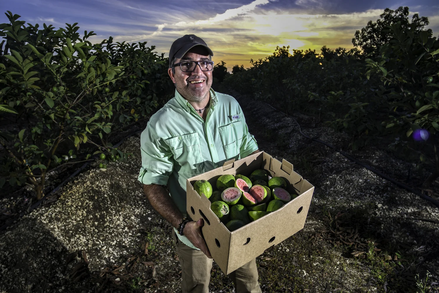 Frank Martinez, owner of A.R. Produce, grows pink guava on 10 acres of his farm in Homestead, Fla. The fruit is native to tropical areas of the Americas, and most of the guavas that are imported into the United States come from places like Brazil, the Dominican Republic and Mexico. Mr. Martinez sees a growing demand for the type of guava he grew up eating in Cuba. PHOTOGRAPHY BY JIM RASSOL