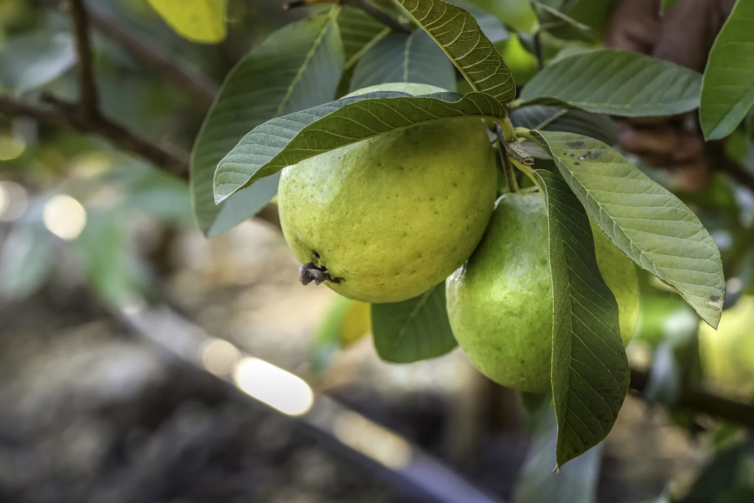 IS_Guavas_JRassol_15.jpg
