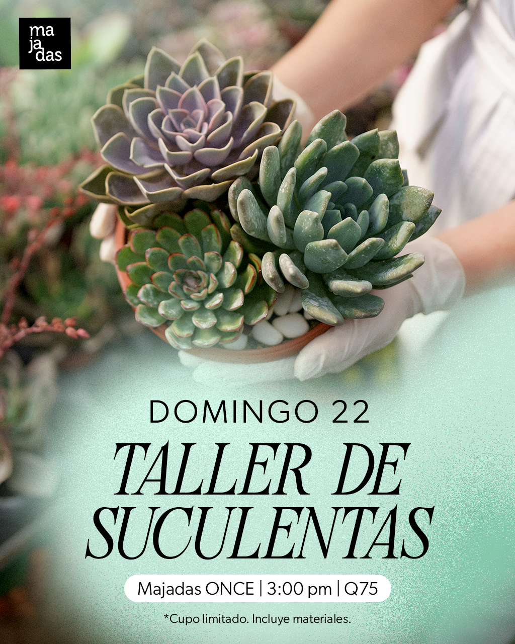 Majadas-KVActividades-Suculentas.png