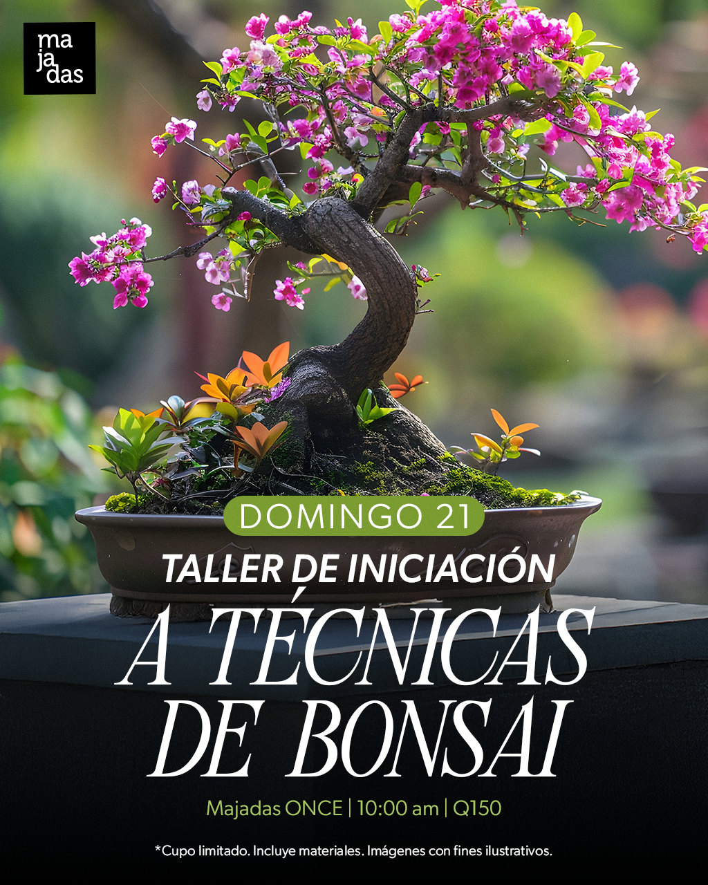 Majadas-KVActividades-Bonsai02.png