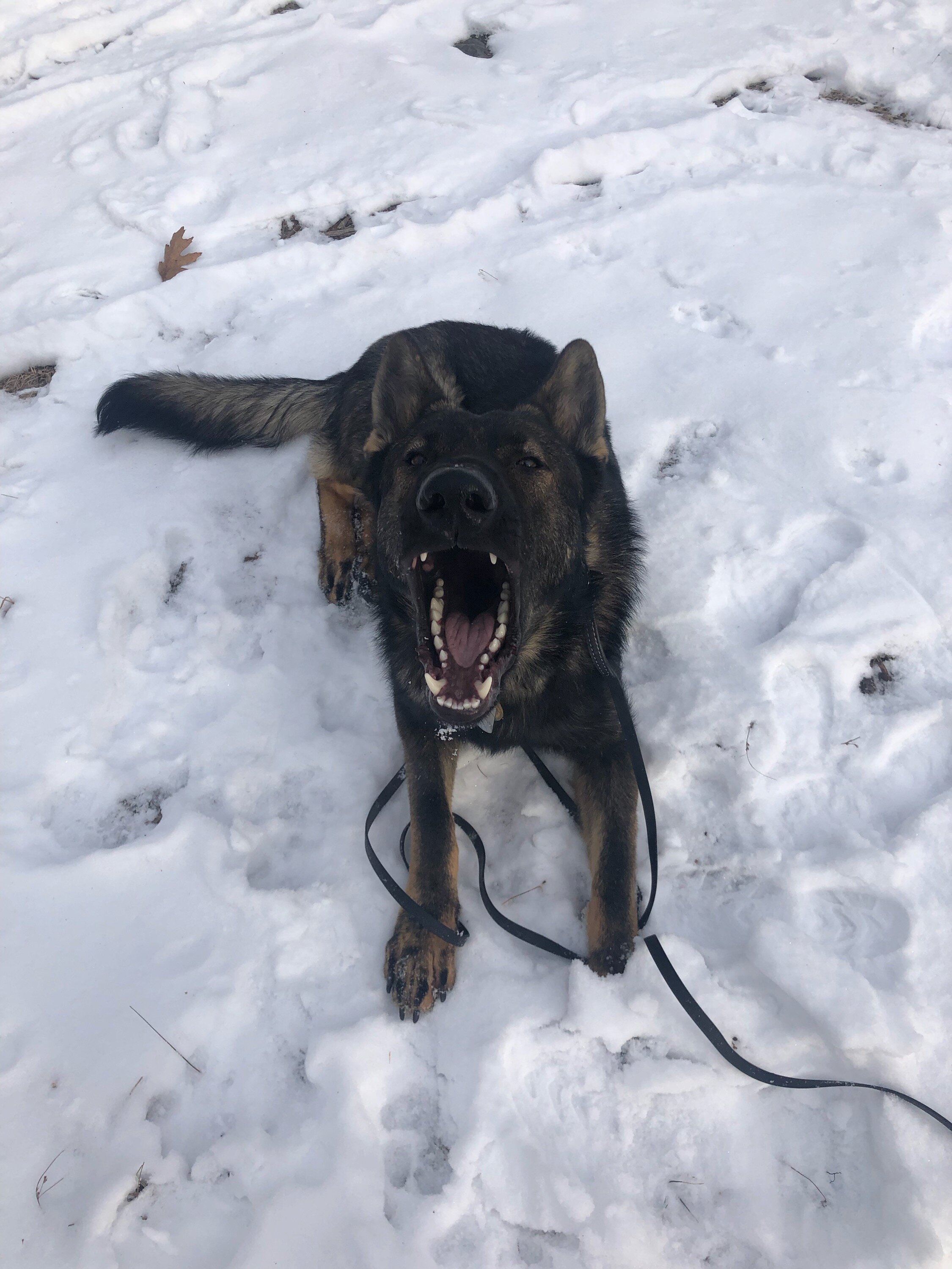 german shepherd leash reactivity