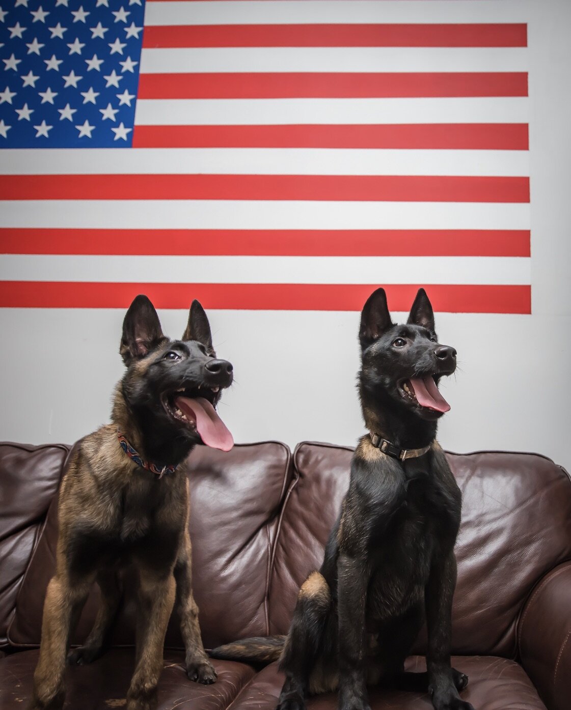 protection dogs near me