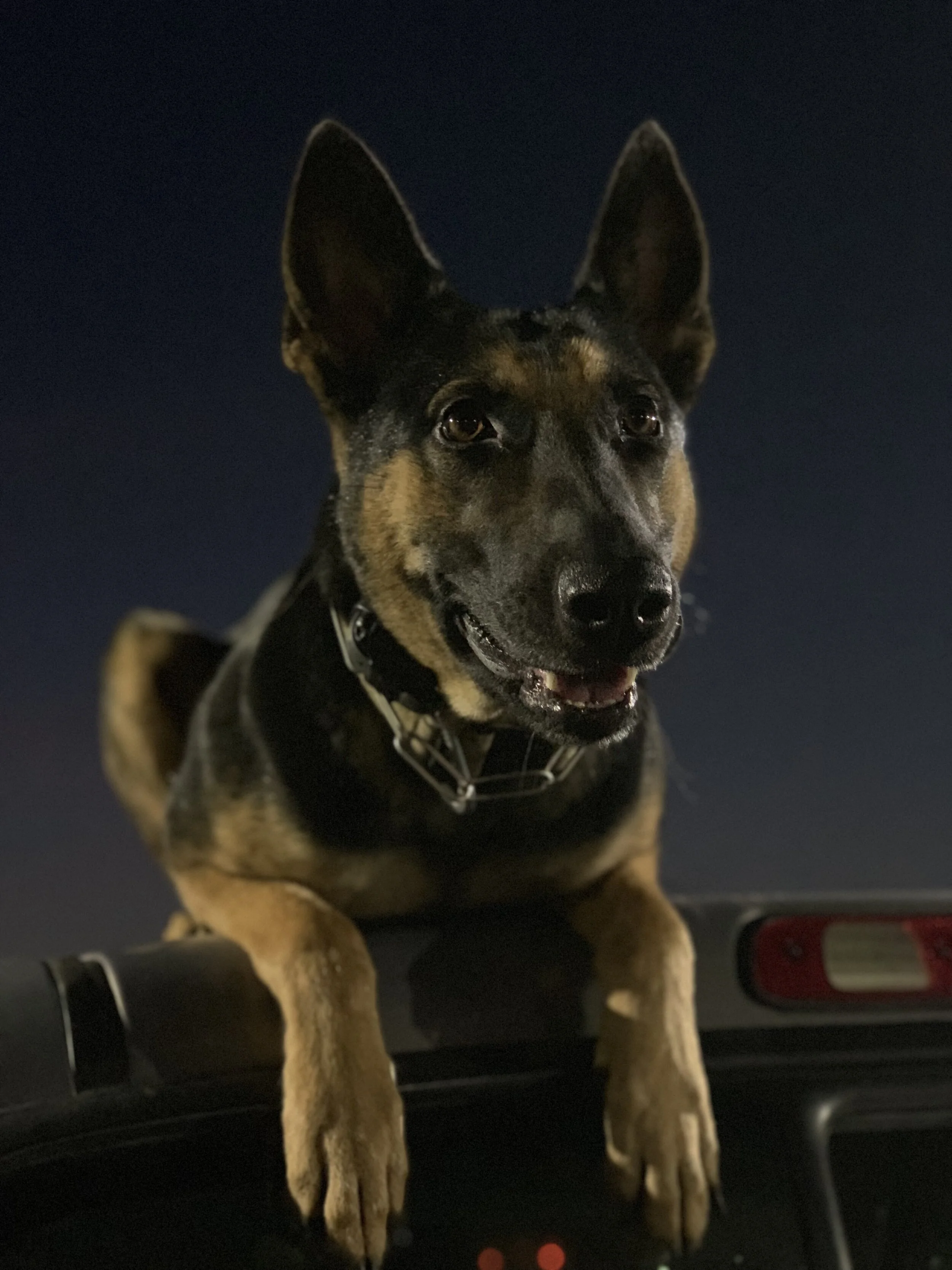 e collar for german shepherd