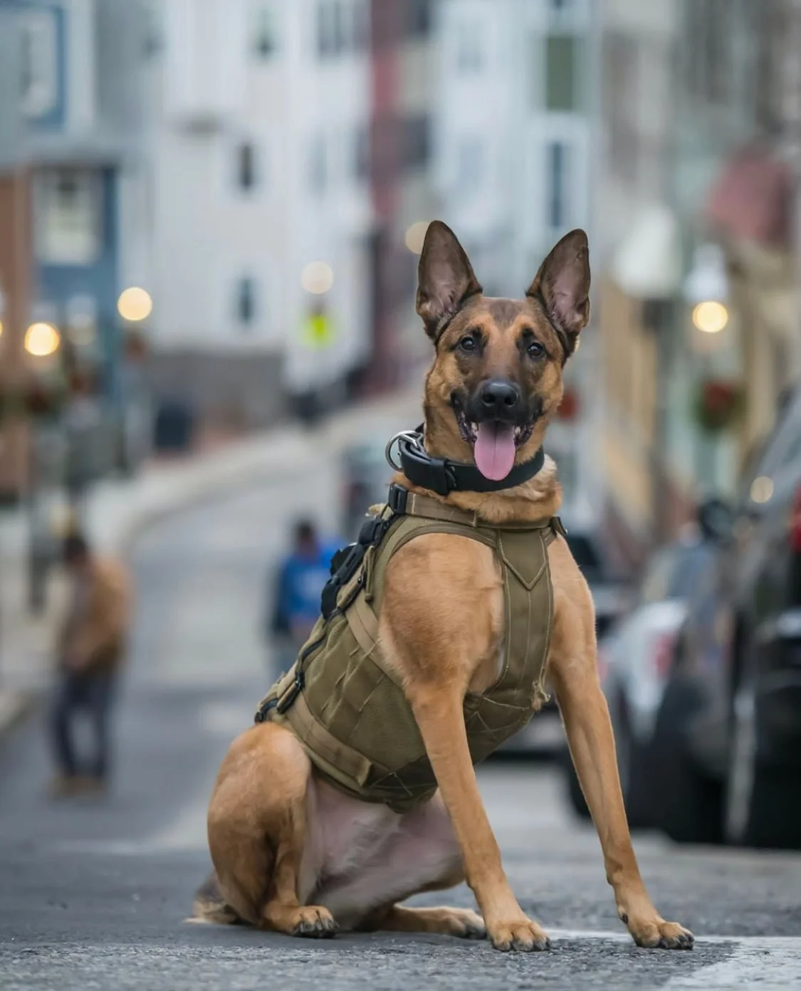 k9 boarding and training