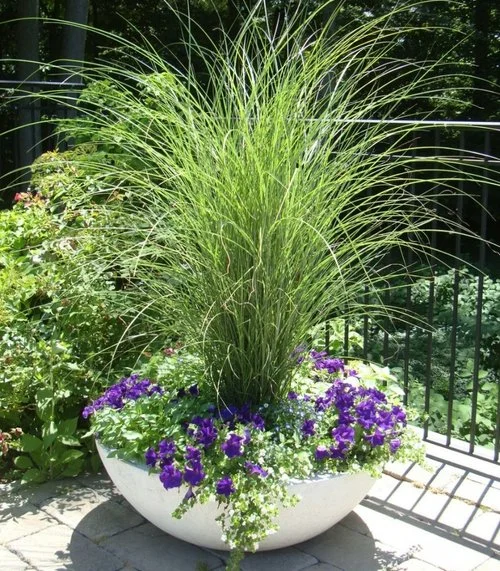 Weaver_Gardens_Morano_Landscape_Plant_Shop_Nursey_Design_Center_Garden_Center_Products_Services_Workshops_Products_Plants6.jpg