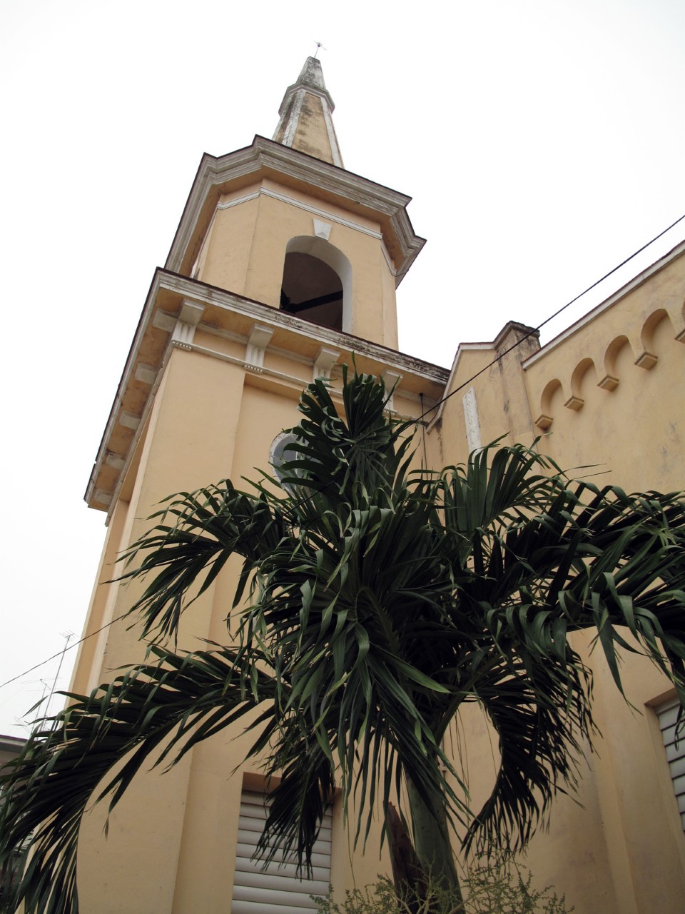 thumbnail_Guines with Palm tree.jpg