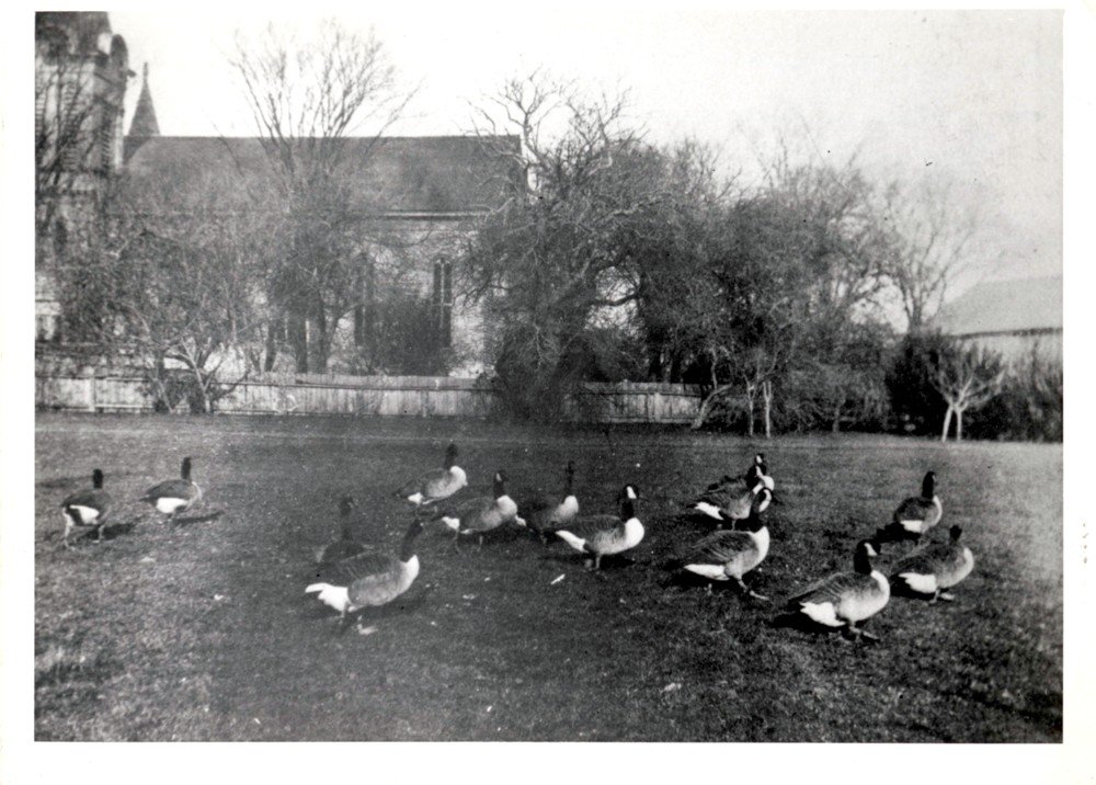 Geese on west side of church lawn